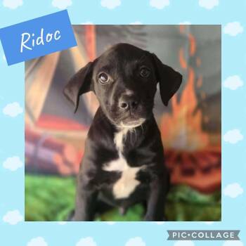 Ridoc -  Labrador Retriever Dog for Adoption in Ringwood, New Jersey - Ridoc | PetCurious