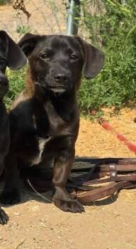 Dweller RIDGE DOG IN TRAINING AT LOCAL PRISON -  Dachshund Dog for Adoption in Othello, Washington - Dweller RIDGE DOG IN TRAINING AT LOCAL PRISON | PetCurious
