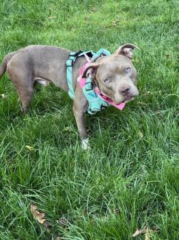 Pit Bull Terrier and Mixed Breed Dogs Available for Adoption - GUPPY | PetCurious