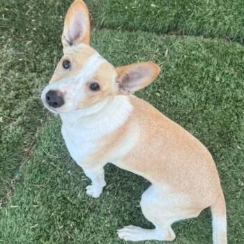 Charity -  Basenji and Chihuahua Dog for Adoption in Agua Dulce, California - Charity | PetCurious