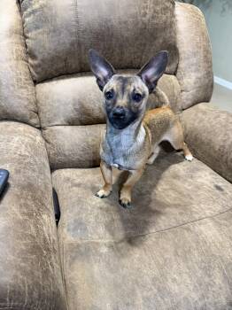 Mr. Pickles -  Chihuahua Dog for Adoption in Brewster, New York - Mr. Pickles | PetCurious