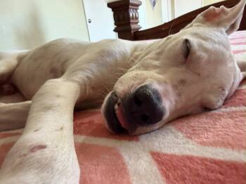 Toby -  Boxer and Mixed Breed Dog for Adoption in Los Angeles, California - Toby | PetCurious