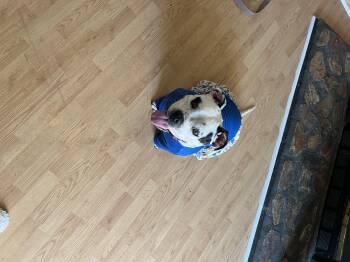 COURTESY POST FOR LONG TERM FOSTER-STORM -  American Staffordshire Terrier Dog for Adoption - COURTESY POST FOR LONG TERM FOSTER-STORM | PetCurious