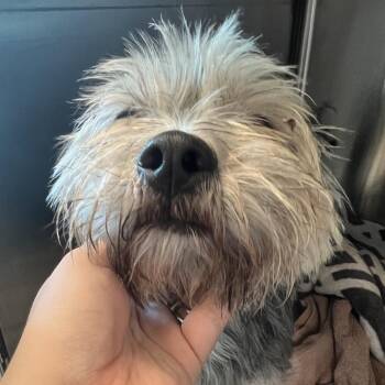 Bruno -  Yorkshire Terrier and Mixed Breed Dog for Adoption in Matteson, Illinois - Bruno | PetCurious