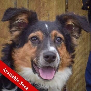 Border Collie and Australian Shepherd Dogs Available for Adoption in Huntley, Illinois - Koda | PetCurious
