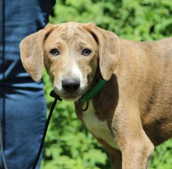 Luco -  Mountain Cur Dog for Adoption in Portage, Wisconsin - Luco | PetCurious