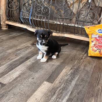 Rescue Jack Russell Terrier Dogs for Adoption in Sequatchie, Tennessee - Bonbon | PetCurious