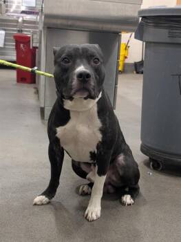 Rescue Terrier Dogs for Adoption - GREGORY | PetCurious