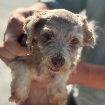 Havanese Dogs Available for Adoption in Normal, Illinois - Blossom | PetCurious