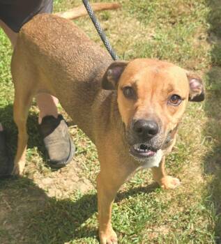 Ingrid -  Boxer Dog for Adoption in Alexander, Arkansas - Ingrid | PetCurious