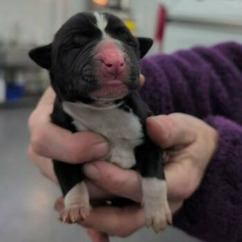 Mixed Breed Dogs Available for Adoption - Meadow | PetCurious