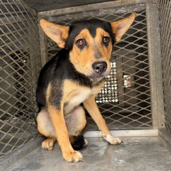 Sansa -  Shepherd and Mixed Breed Dog for Adoption in Edinburg, Texas - Sansa | PetCurious