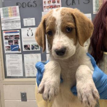 Woofer -  Mixed Breed Dog for Adoption in Murray, Utah - Woofer | PetCurious