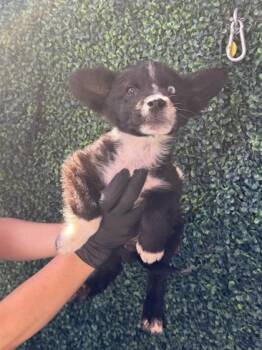 61262062 -  Border Collie and Cardigan Welsh Corgi Dog for Adoption in El Paso, Texas - 61262062 | PetCurious