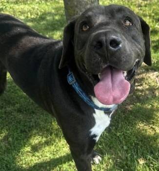 Dale -  Mixed Breed Dog for Adoption in Dubuque, Iowa - Dale | PetCurious