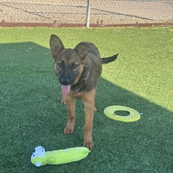Ladybug -  Shepherd Dog for Adoption in Truth Or Consequences, New Mexico - Ladybug | PetCurious