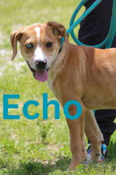 Rescue Husky Dogs for Adoption in Cromwell, Kentucky - Echo | PetCurious