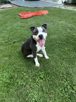 Rescue Blue Lacy and Terrier Dogs for Adoption in Saugus, Massachusetts - Spike | PetCurious
