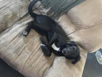 Rescue Black Labrador Retriever and Border Collie Dogs for Adoption in Woodstock, Ontario - Oaklynn | PetCurious
