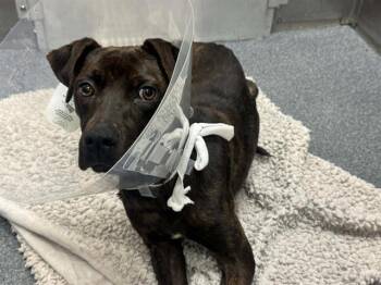 Mixed Breed Dogs Available for Adoption - HOLLY | PetCurious