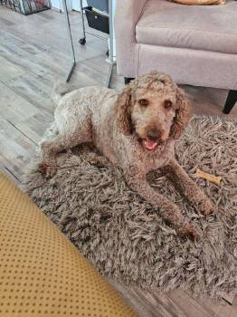 Labradoodle Dogs Available for Adoption - Sebastian | PetCurious