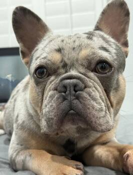 Eros -  French Bulldog Dog for Adoption in Cypress, California - Eros | PetCurious