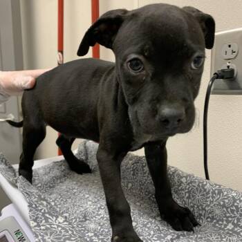 Smoky -  Pit Bull Terrier Dog for Adoption in Morganton, North Carolina - Smoky | PetCurious