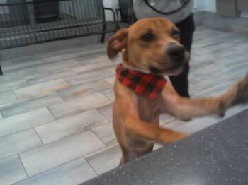 Pit Bull Terrier Dogs Available for Adoption - A1259395 | PetCurious