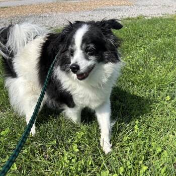 Buddy -  Papillon and Mixed Breed Dog for Adoption in Springfield, Missouri - Buddy | PetCurious