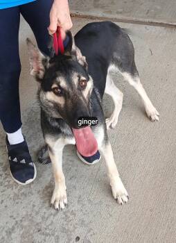 German Shepherd Dog Dogs Available for Adoption in Benbrook, Texas - Ginger #2939 | PetCurious