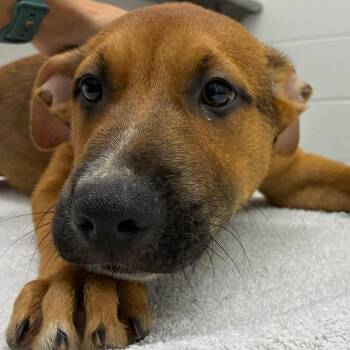 Luigi -  Shepherd and Mixed Breed Dog for Adoption in Corpus Christi, Texas - Luigi | PetCurious