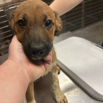 Rescue Australian Cattle Dog Blue Heeler and Great Pyrenees Dogs for Adoption in Ottawa, Kansas - Muffin | PetCurious