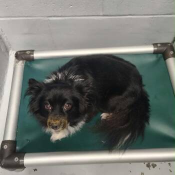 Sunshine -  Chihuahua and Mixed Breed Dog for Adoption in Griswold, Connecticut - Sunshine | PetCurious