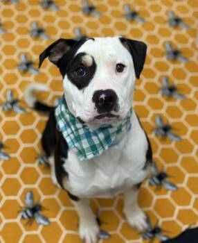 Tiny -  Mixed Breed Dog for Adoption in Detroit, Michigan - Tiny | PetCurious
