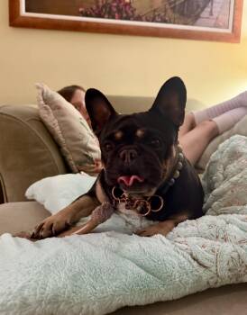 Pippa -  French Bulldog Dog for Adoption in Thibodaux, Louisiana - Pippa | PetCurious