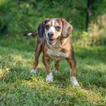 Roxy -  Beagle Dog for Adoption in Pawling, New York - Roxy | PetCurious