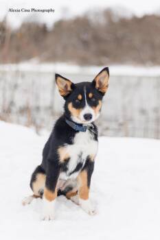 Collie and German Shepherd Dog Dogs Available for Adoption - Mariah | PetCurious