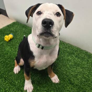Mixed Breed Dogs Available for Adoption in Columbia, Missouri - Ferris | PetCurious