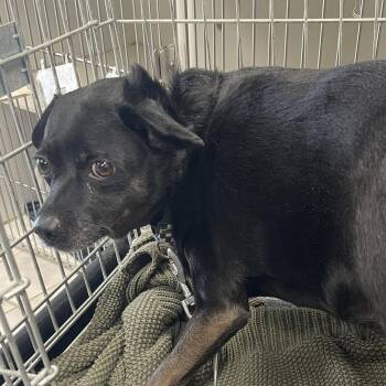 Pepper -  Chihuahua Dog for Adoption in Blue Springs, Missouri - Pepper | PetCurious