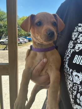 Chihuahua and Dachshund Dogs Available for Adoption in Lakeland, Florida - Wendy | PetCurious