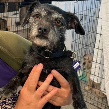 Rigatoni -  Terrier and Mixed Breed Dog Available for Adoption in San Francisco, California - Rigatoni | PetCurious