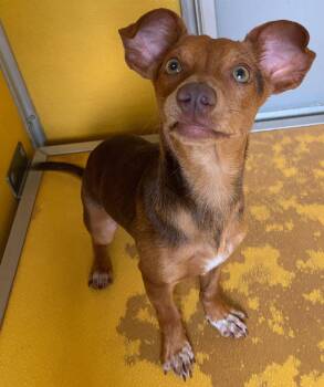Chihuahua Dogs Available for Adoption - Melvin | PetCurious