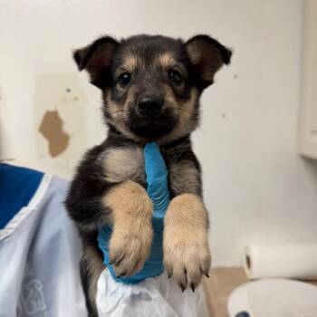 Mustang -  Shepherd Dog for Adoption in Edinburg, Texas - Mustang | PetCurious