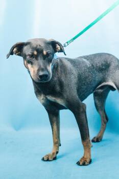 Dempsey -  Shepherd Dog for Adoption in Minneapolis, Minnesota - Dempsey | PetCurious