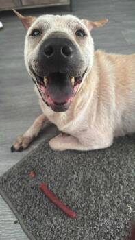 Rescue Shar Pei Dogs for Adoption in Fredericksburg, Virginia - Juno | PetCurious