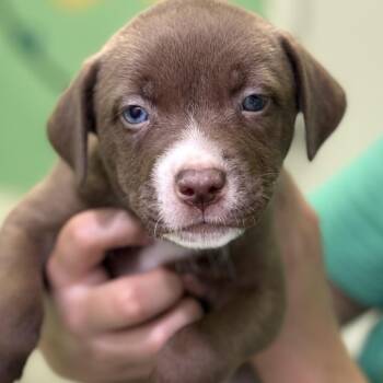 Pit Bull Terrier Dogs Available for Adoption in Fresno, California - Bailey Boo | PetCurious