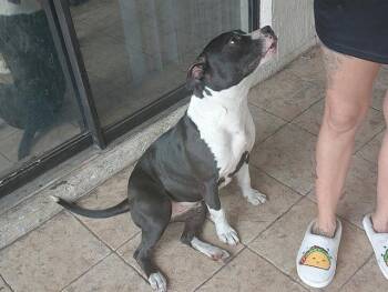American Staffordshire Terrier Dogs Available for Adoption in Fort Lauderdale, Florida - ANGEL | PetCurious