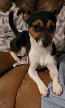Rescue Chihuahua Dogs for Adoption in San Antonio, Texas - Willow | PetCurious