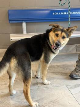 DIESEL -  German Shepherd Dog and Australian Shepherd Dog Available for Adoption in Canfield, Ohio - DIESEL | PetCurious
