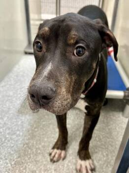Mallory -  Mixed Breed Dog for Adoption in Wichita, Kansas - Mallory | PetCurious